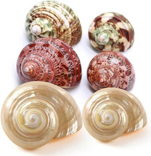 6 Pcs Natural Hermit Crab Shells 1.5  2 Inch Turbo Seashells for Crab Habitat