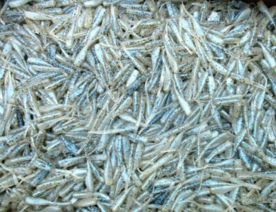 200ct BLUE GLIMMER 2'' STINGER SHAD GRUBS Crappie Fishing Lures Quiver Tail Baits