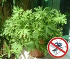 Citronella seeds Mozzie buster mosquito repellent plant 100Pcs seeds
