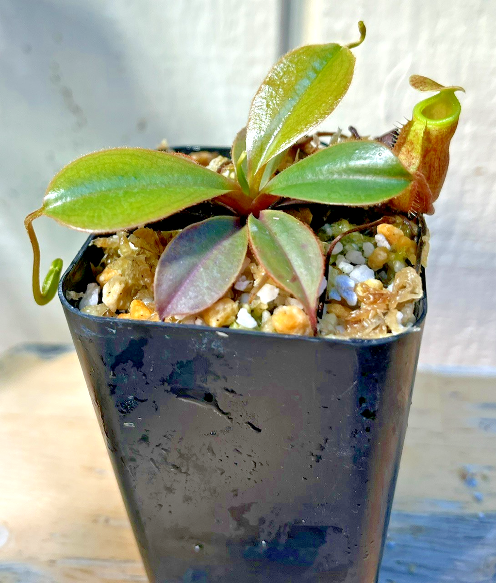 Nepenthes palawanensis BCP {mix of clones, Sultan Peak, Palawan
