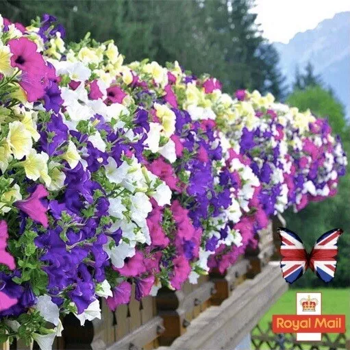Hanging basket seeds online