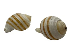 Vintage Seashell - Tonna Sulcosa 2 pcs from Philippines