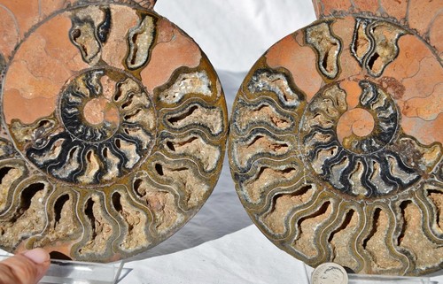 Large Black Ammonite Pair Crystals 110myo Dino age Fossil XXXL 190mm 7.5" 9184ee - Picture 9 of 9