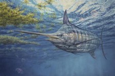 Ceramic Backsplash Tile Mural Fishing Kitchen/Bathroom/Shower - Prowling Marlin