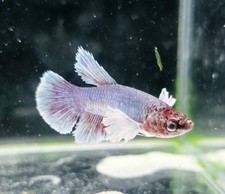Live Betta fish Dumbo Female 048