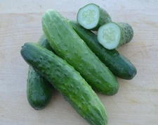Cucumber Seeds- Straight Eight- 100+ seeds  2021 Seed  Combined Shipping $1.69
