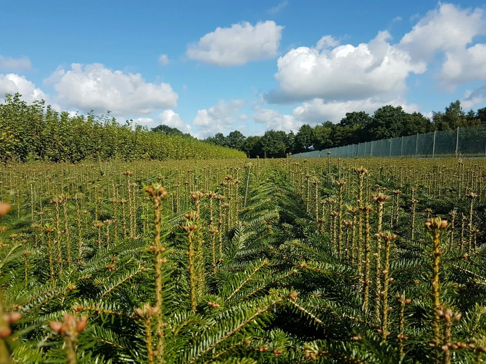 1st. Nordmanntannen 4j. 30-40cm Weihnachtsbaum Nordmanntanne Wurzelware