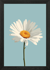 Daisy Flower Illustration Framed Wall Art Poster Canvas Print Picture
