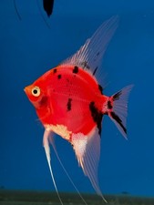 3 Neo Red/Black Angelfish 2" Body size