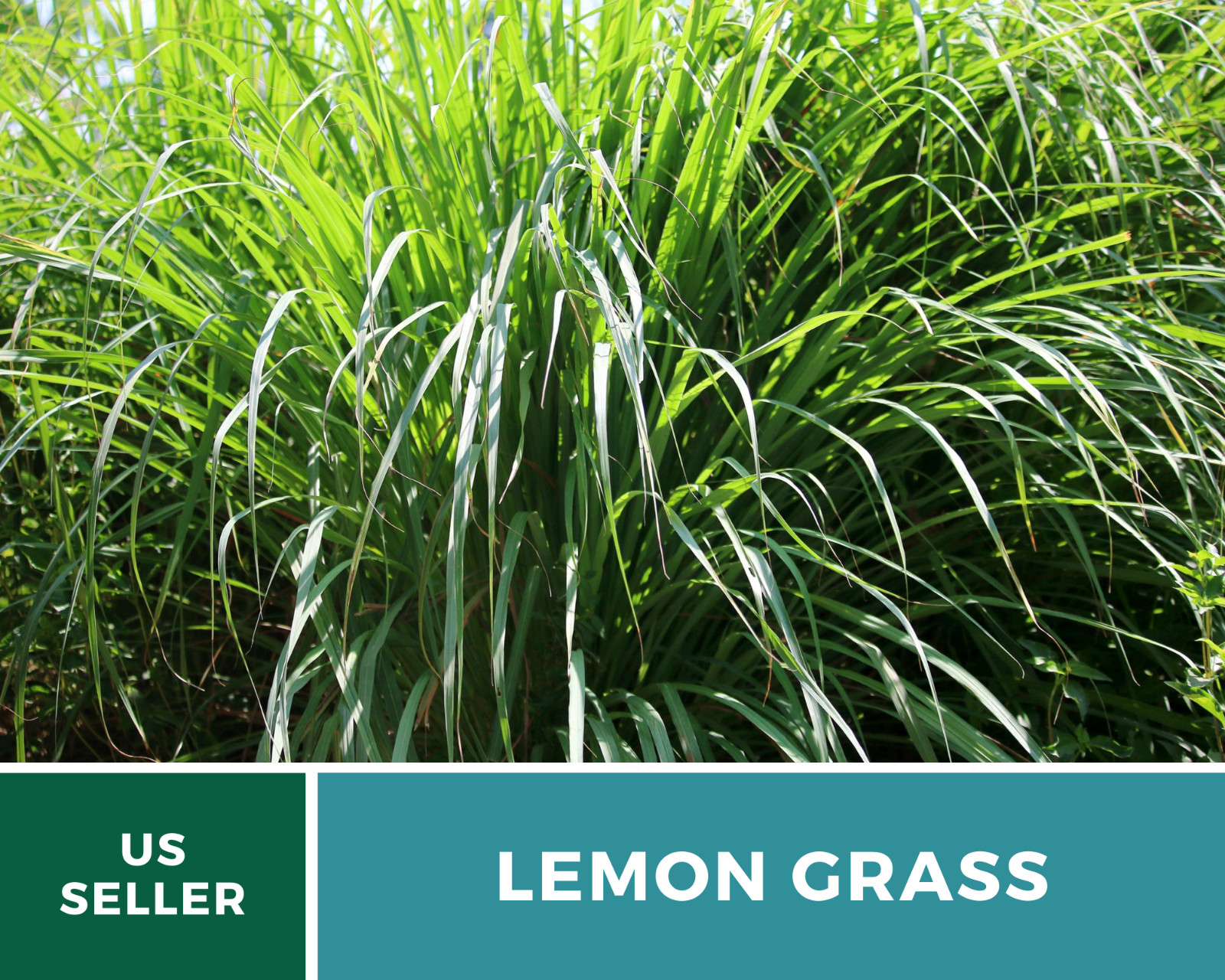 Lemon Grass 100 Seeds Culinary & Medicinal Herb (Cymbopogon