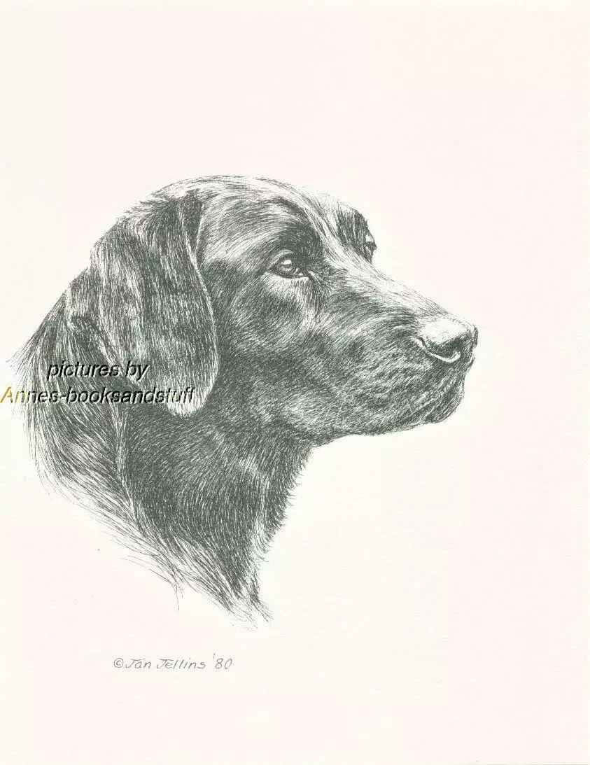 260 BLACK LABRADOR RETRIEVER dog art print Pen and ink drawing