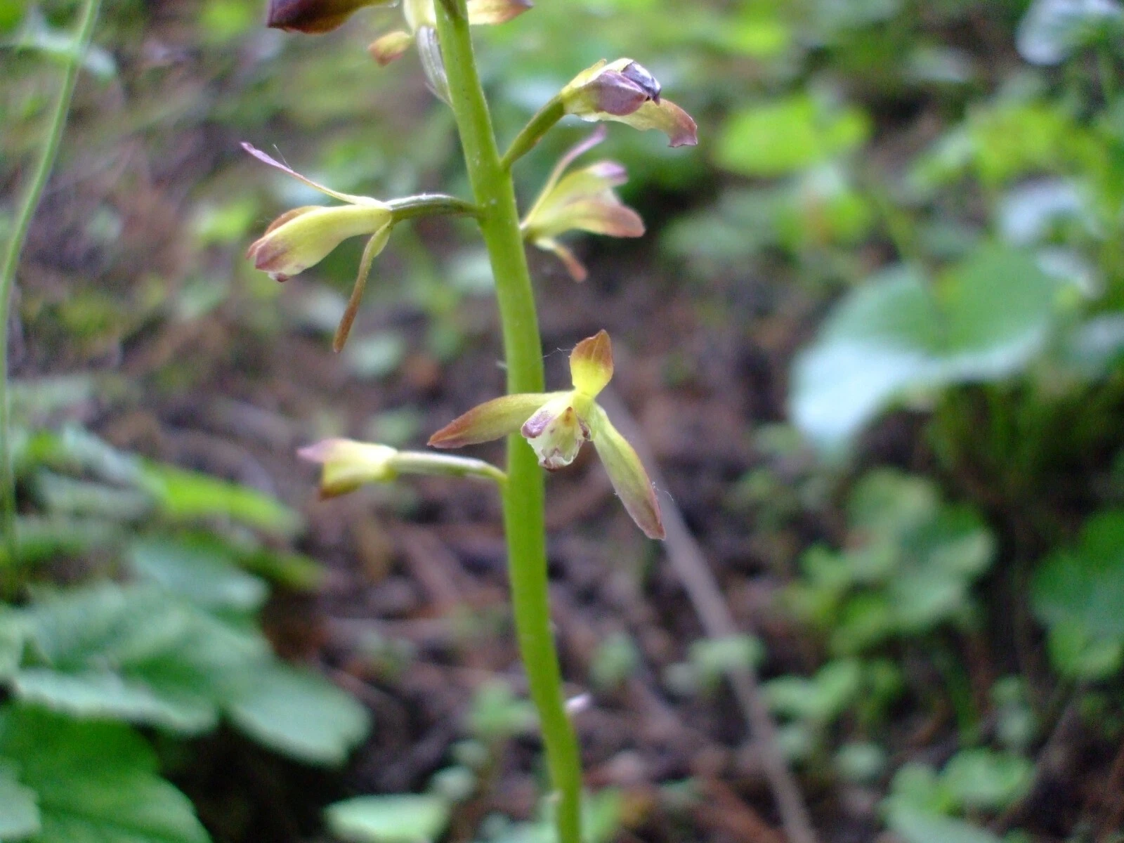 Aplectrum hyemale (Puttyroot Orchid) wildflower seed packet, Z 4 -8