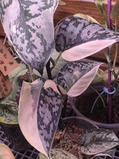 Scindapsus Mariposa *HIGH VAR FRESH CUTTING*