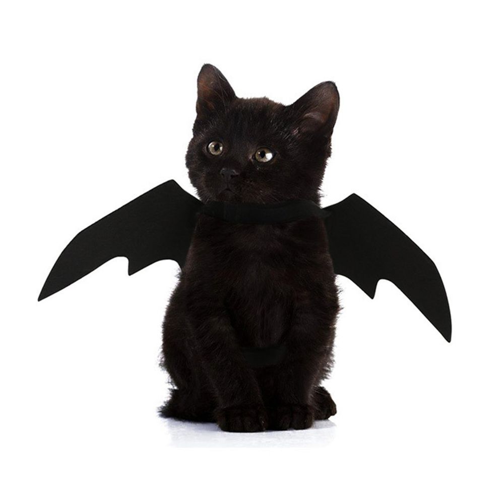 Devil Cat Costume Isolated Cute White Cat With A Halloween Demon