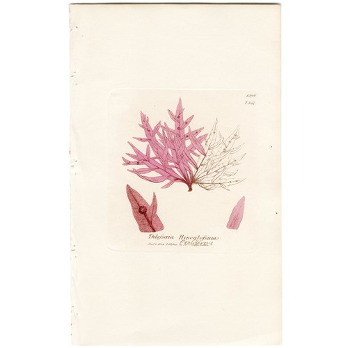 1804 JAMES SOWERBY SEAWEEDS, Hand-Colored Copperplate Engraving, No. 1396 (2347) - Picture 3 of 5