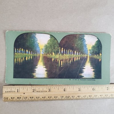 A Bit of Nature's Loveliness Beauty Avenue Stereoview Vintage Scenic