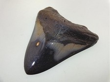3 1/4" GENUINE AUTHENTIC HIGH-QUALITY POLISHED MEGALODON FOSSIL SHARK TOOTH #5