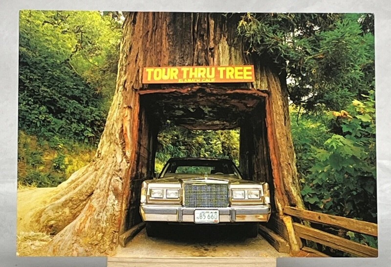 Klamath Tour Thru Tree Klamath California CA Postcard Lincoln Town Car