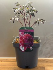 Peony Felix Crousse 2L perennial shrub PAEONIA lactiflora/141099/177168/GB