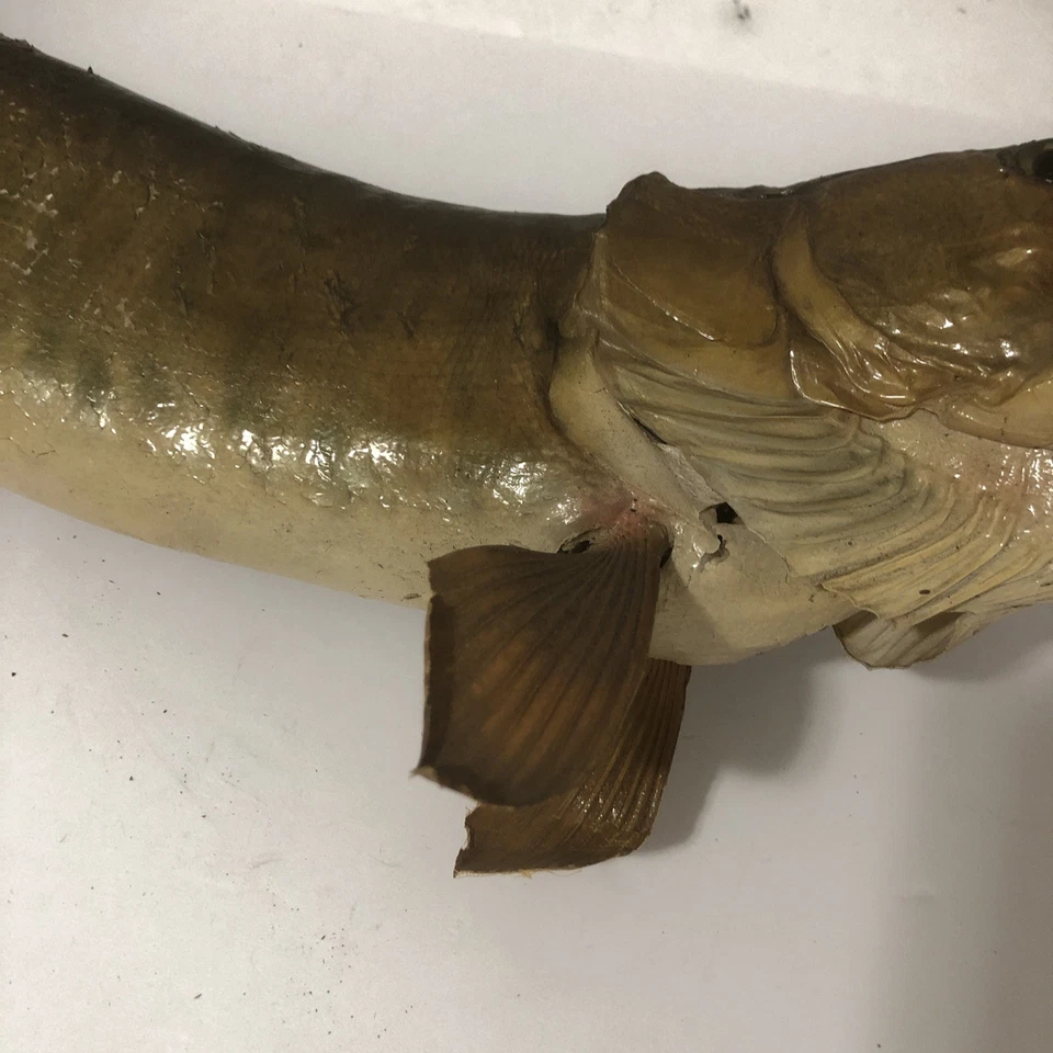 VTG REAL FISH TAXIDERMY 31” TIGER MUSKY WALL MOUNT  Thaddeus Lake Ontario - Image 4 of 4