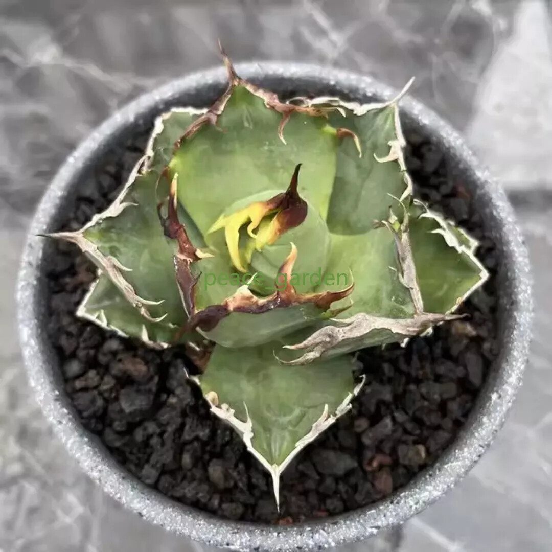 Agave Titanota crab Rare Succulent Living Plant Garden Décor Agave Titanota crab Rare Succulent Living Plant Garden Décor