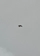 Setting Lever Bulova Cal. 6BC Original Watch Part / W32