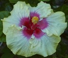TEACHER'S HOPE Tropical Hibiscus -- Plant in 4.5" pot — photo 1
