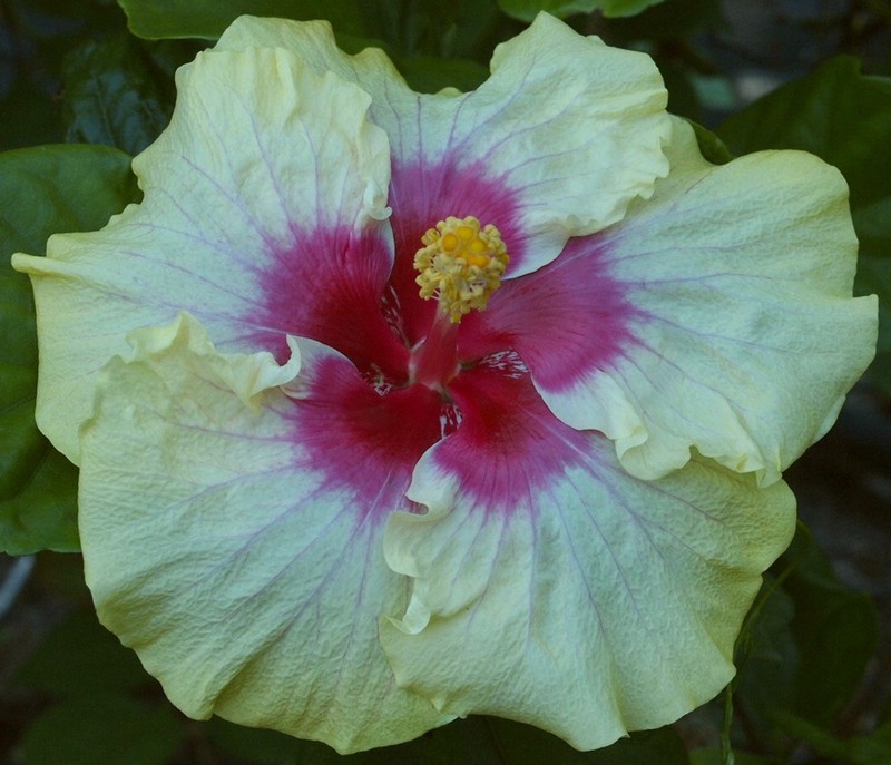 TEACHER'S HOPE Tropical Hibiscus -- Plant in 4.5" pot