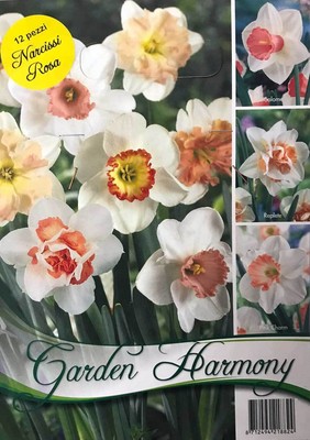 Graine De Courge Budget Collection De Bulbes De Jonquilles Parfumées (25 Bulbes De Narcisse Bulbe