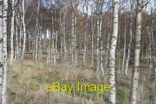 Photo 6x4 Downy Birch at Marywell Farm Marywell/NO5896  c2005