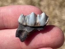 Florida Fossil Deer Tooth Odocoileus virginianus Pleistocene Ice Age Mammal