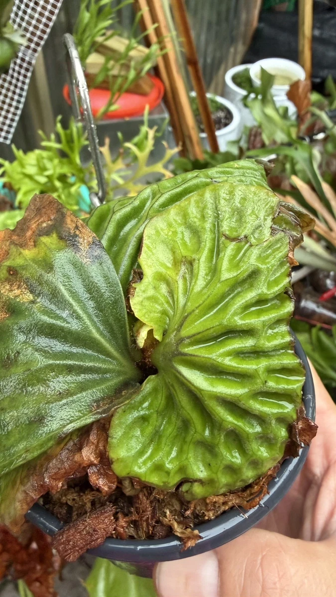 SALE』P. Wandae 'High Finger' (spore)【29 Platycerium wandae
