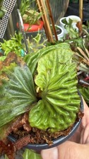 Platycerium Staghorn Fern Madagascariense #1