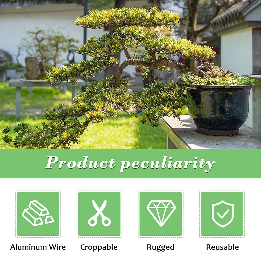 dracaena marginata colorama plant Buy Dracaena Colorama Plants Online