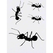 4 x 'Ant' Temporary Tattoos / Transfers TO00005080 