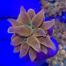 Live Coral Frag Absolutely Fish Naturals Rainbow Rose Bubbletip Anemone