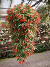 BEGONIA BOLIVIENSIS RED, 10 SEMI SELEZIONATI