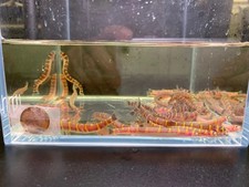 6 Live Kuhli Loach Freshwater Fish Aquarium GUARANTEED ALIVE