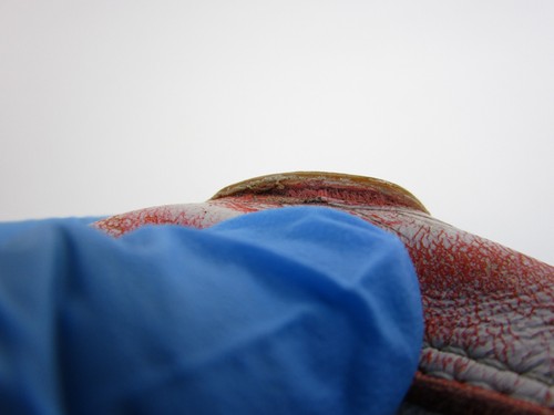 Nike Air Max 90 Home & Away Herren Schuhe Sneaker Orange CJ0611-100 Größe 9,5 - Bild 22 von 24