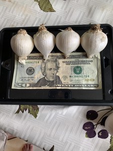 AJO-MACHO-PREPARADO-BENDECIDO-GRANDE-MALE-GARLIC-PREPARED-BLESSED-HUGE