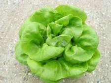 1000 BUTTERCRUNCH LETTUCE SEEDS ~ 2025 ~ heirloomseedguy ~ USA