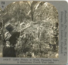 GUADELOUPE, French West Indies, Coffee Pickers--Keystone Rare 1200 Set #156