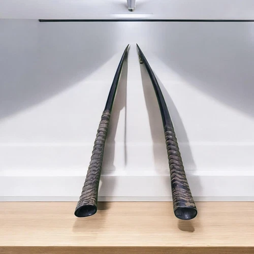 2 X piece Lot South African Oryx Gemsbok Horn Horns Between 25-32" For Shofar