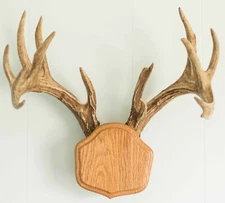 Medium Oak The Deer Stand Antler Mounting Kit