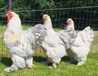 6 Farm Fresh Hatching Eggs Fancy ISABELLE Brahma BRAHPI Orpington Lavendar ❤️eb — photo 1