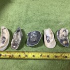 Lot of  44 Atlantic Oyster Shells 3.5 To 5 Inches Long Craft Art Collect ￼ — photo 8