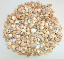 5 POUNDS MEDIUM INDIAN OCEAN SEA SHELL MIX 1" to 2",  CRAFT NAUTICAL
