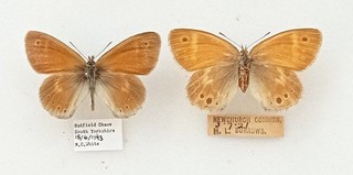 A LOVELY PAIR OF BRITISH LARGE HEATH FROM NEWCHURCH AND HATFILED CHASE