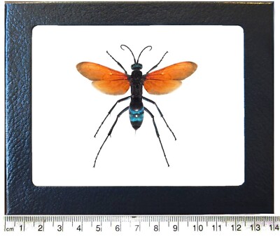 Pepsis formosa ORANGE FORM tarantula hawk wasp Arizona FRAMED