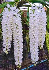 Rhynchostylis Retusa alba, Strong Fragrance, Flowering Size, Foxtail Orchid